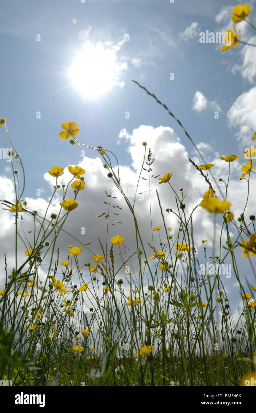 Hinterleuchtete Gräser und große Wiese Butterblumen mit blauem Himmel und flauschige Wolken an einer englischen Sommertag. Stockfoto