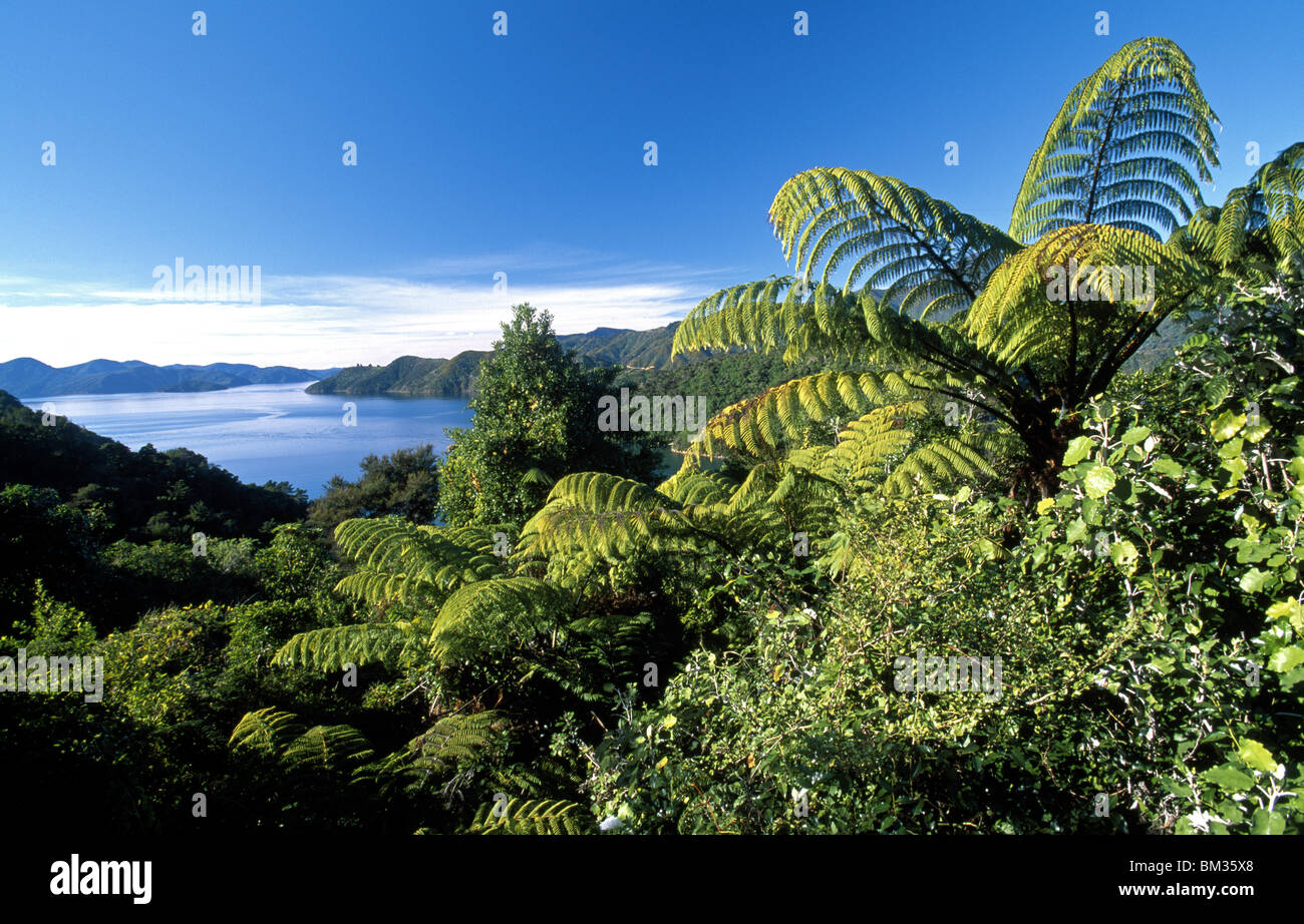 Landschaft und üppiger Vegetation an der Queen Charlotte Sound, Waitohi, Südinsel, Neuseeland Stockfoto