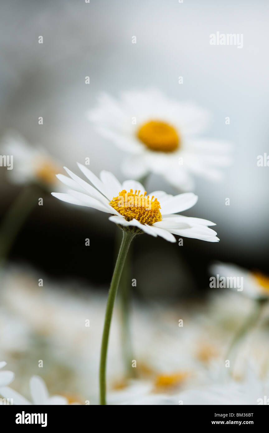 Anthemis Trommler Cupaniana, sizilianische Kamillenblüten Stockfoto
