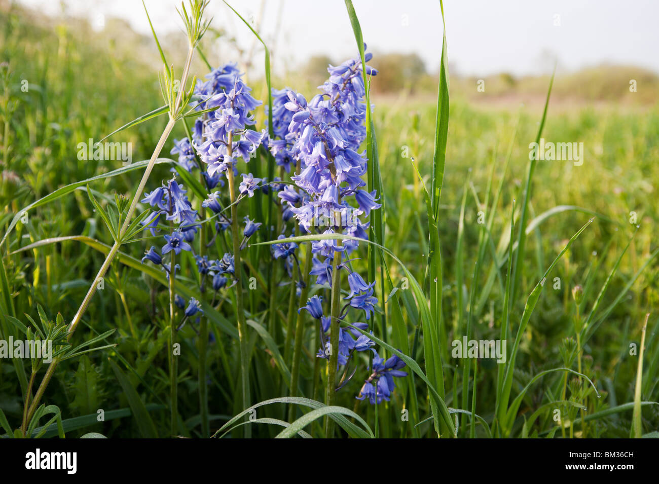 Glockenblumen (Hyacinthoides non-Scripta oder Endymion nicht-Scriptum, Scilla non-Scripta) Blüte auf einer Wiese in der Nähe von Wolvercote, UK Stockfoto