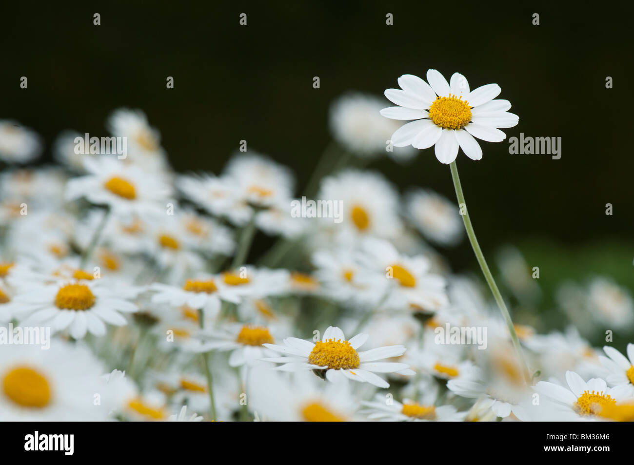 Anthemis Trommler Cupaniana, sizilianische Kamillenblüten Stockfoto