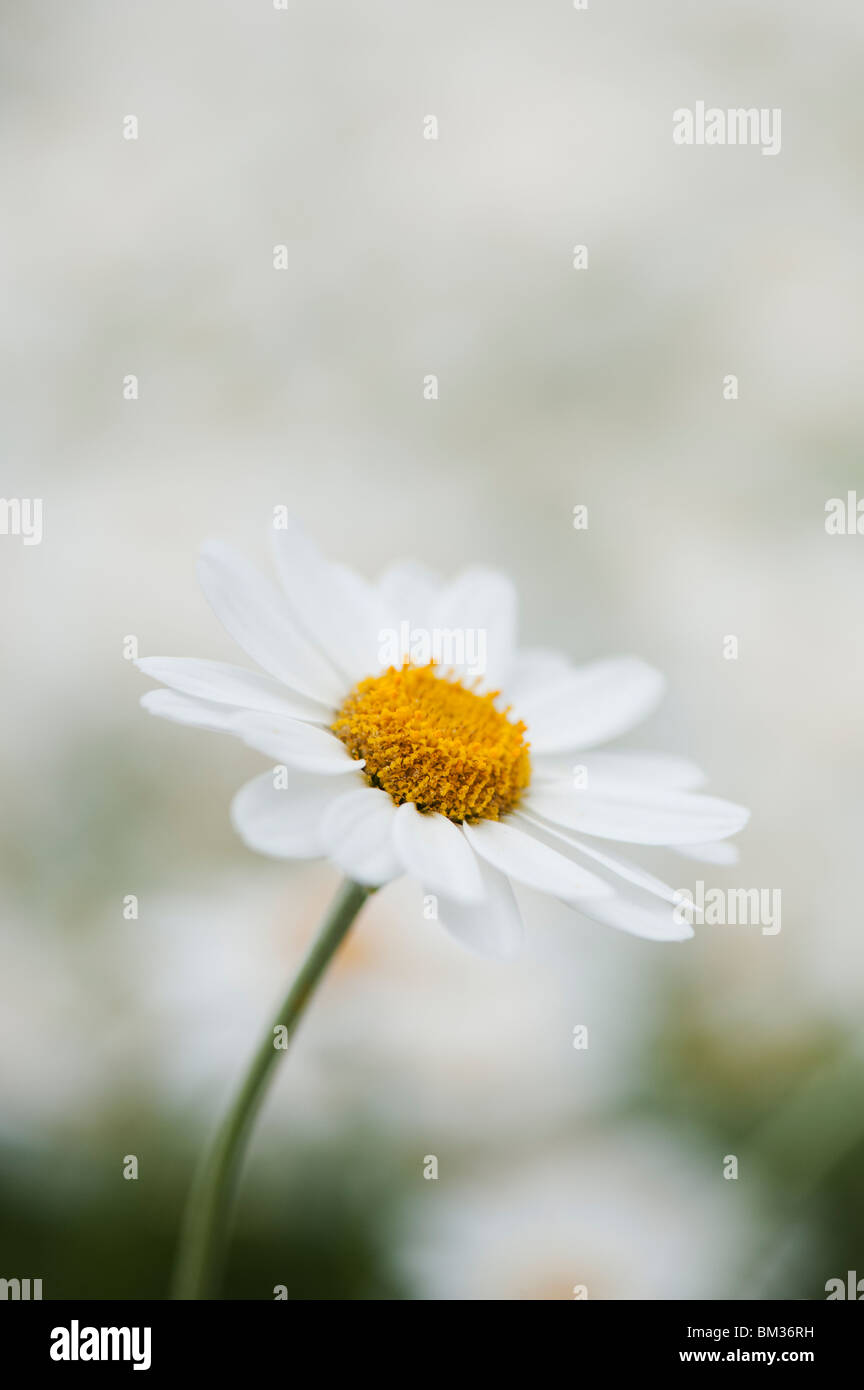 Anthemis Trommler Cupaniana, sizilianische Kamille Blume Stockfoto
