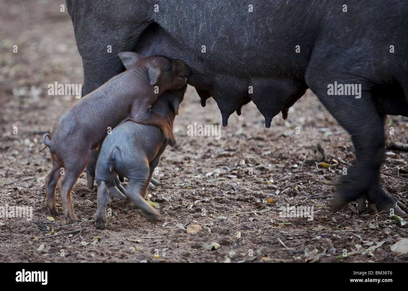 Baby iberischen Schweine Gerangel um die Muttermilch in einen Hof in Arcos De La Frontera, Provinz Cadiz, Spanien Stockfoto
