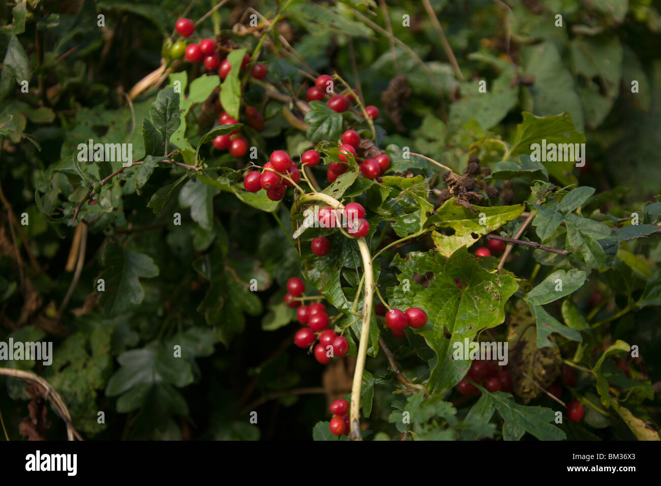 Roter efeu -Fotos und -Bildmaterial in hoher Auflsung  Alamy