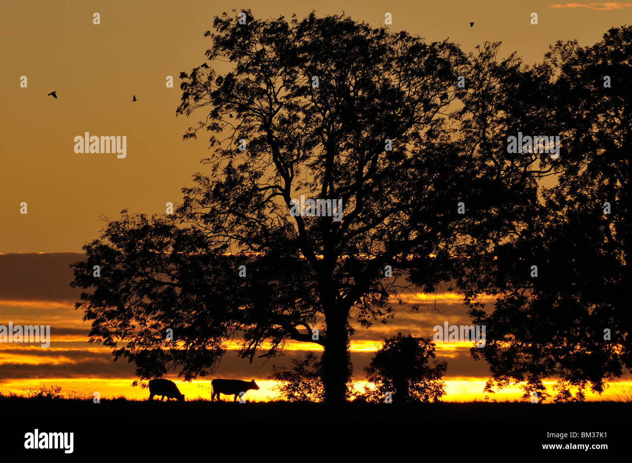 Kühe bei Sonnenaufgang unter Bäumen, Gloucestershire, UK. Stockfoto