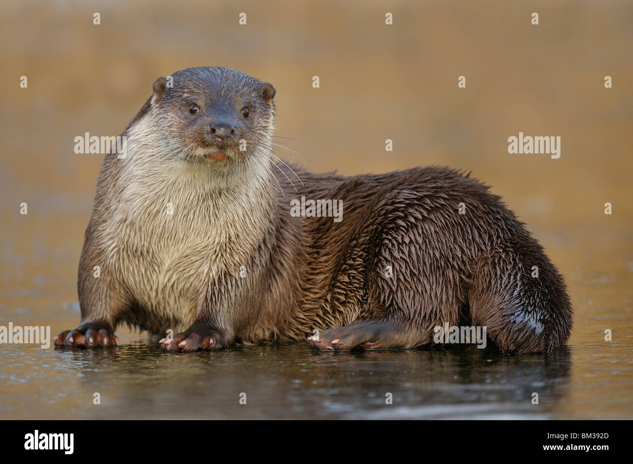 Europäischen Fischotter (Lutra Lutra) ruht auf Eis Stockfoto