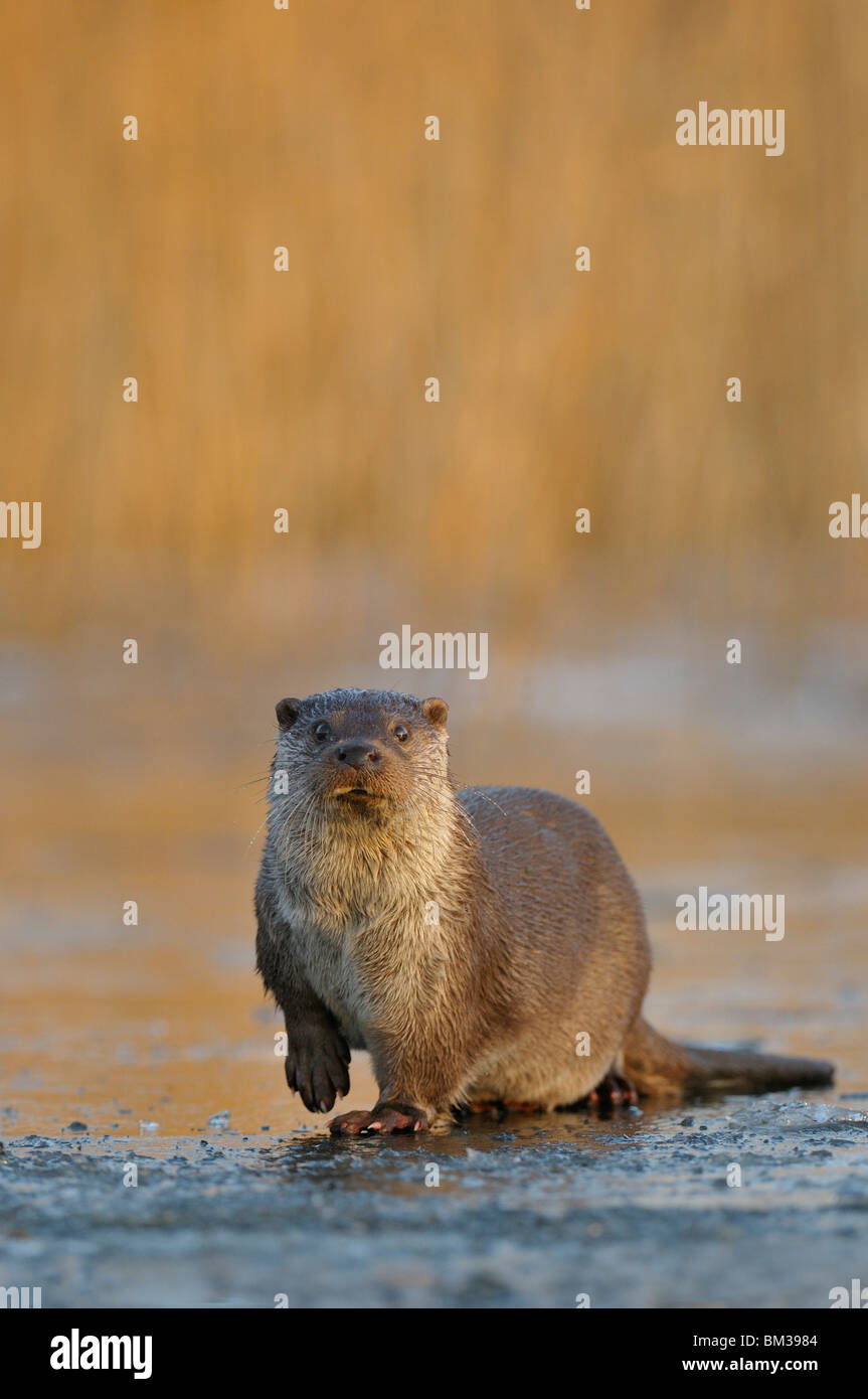 Europäischen Fischotter (Lutra Lutra) stehen auf dem Eis. Stockfoto