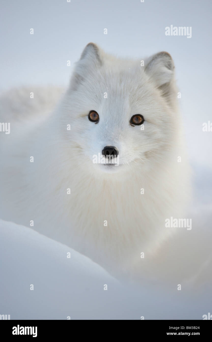 Polarfuchs (Alopex Lagopus), im Wintermantel, Porträt. Stockfoto