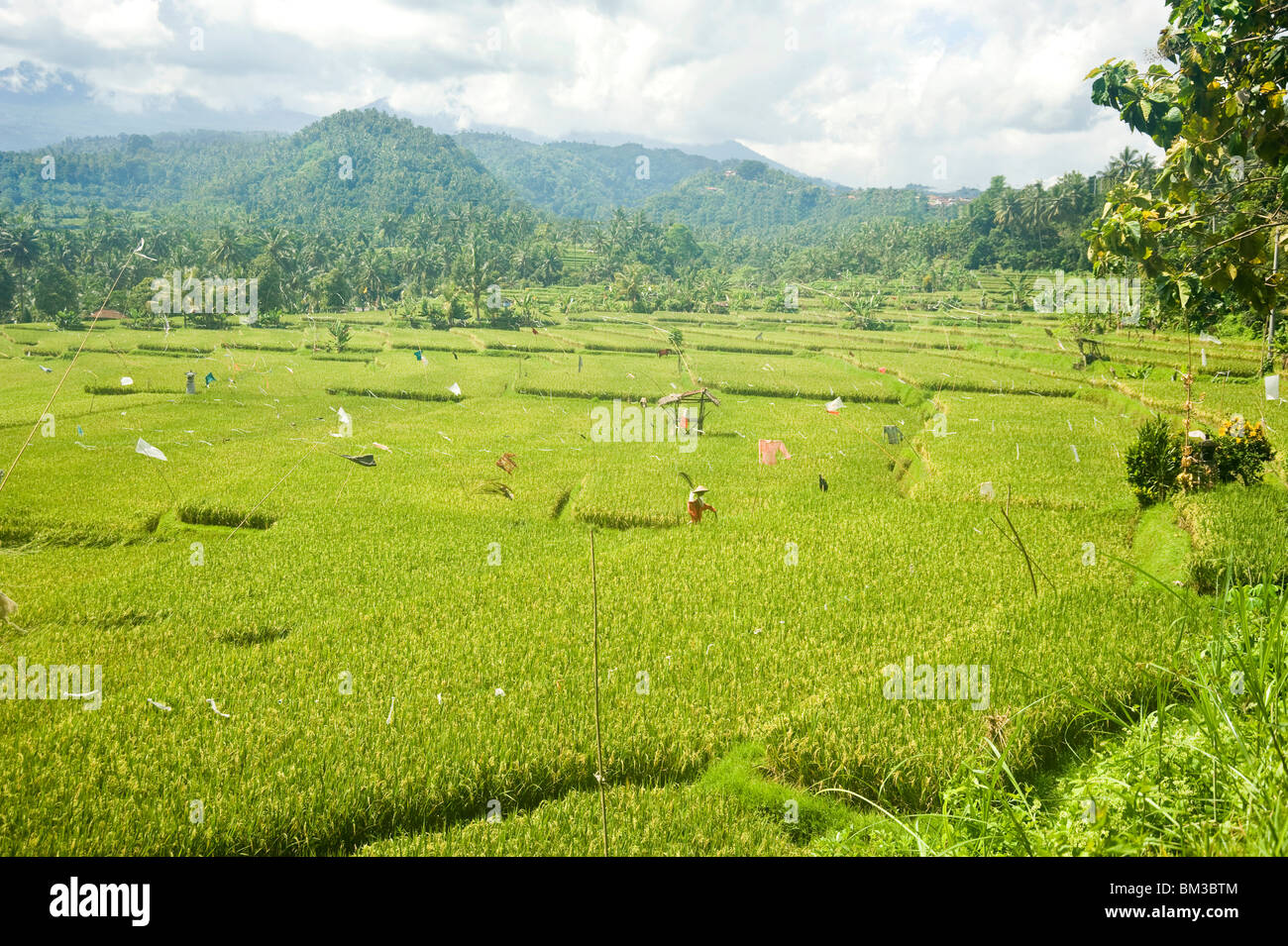 Bali, Indonesien. reif für die Ernte Reisfelder. Entlang der Straße nach Amed, Ost-Bali Stockfoto