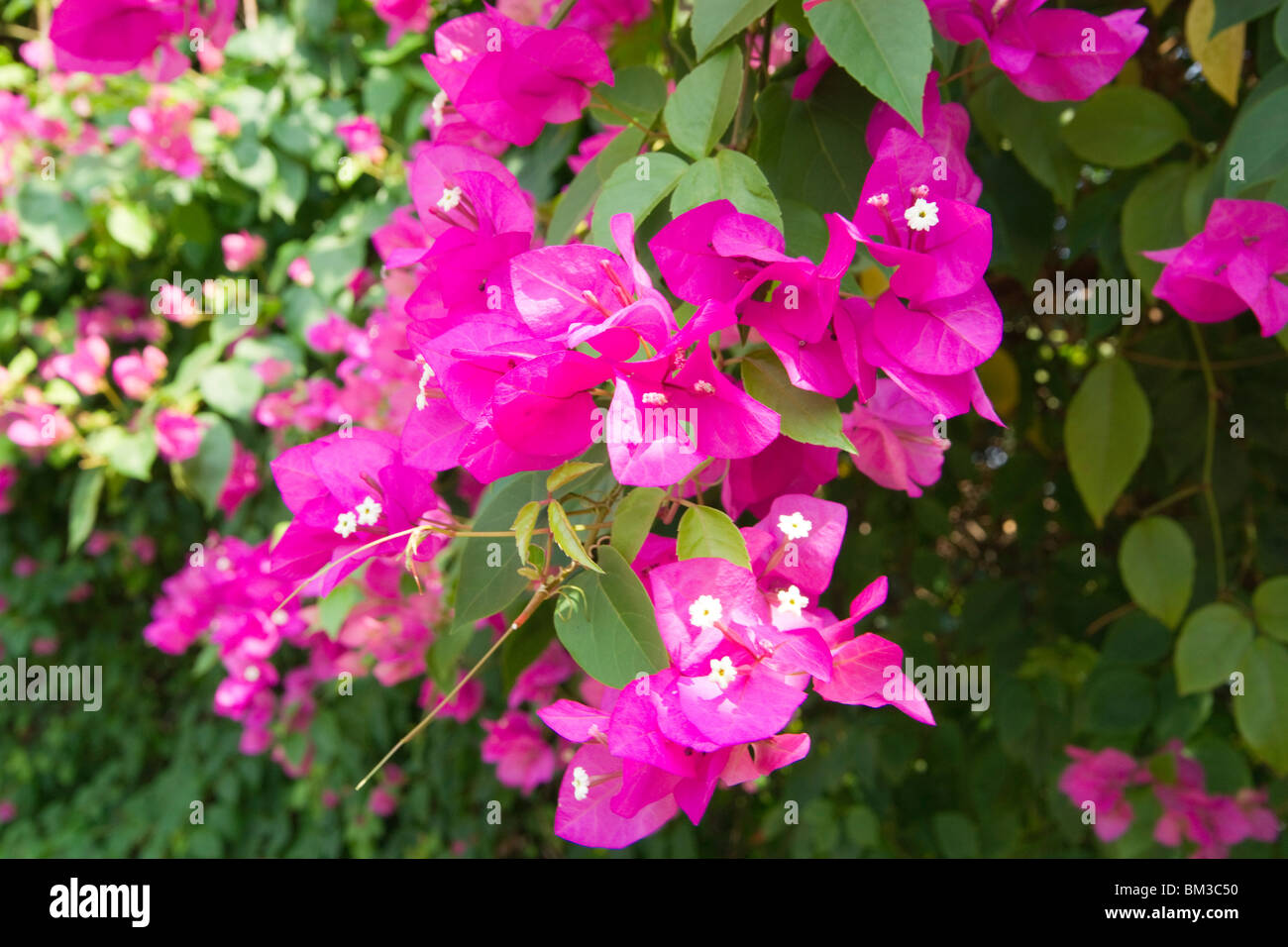 Bougainvilleen ein gemeinsames Magenta oder lila blühender Strauch von Indien. Stockfoto