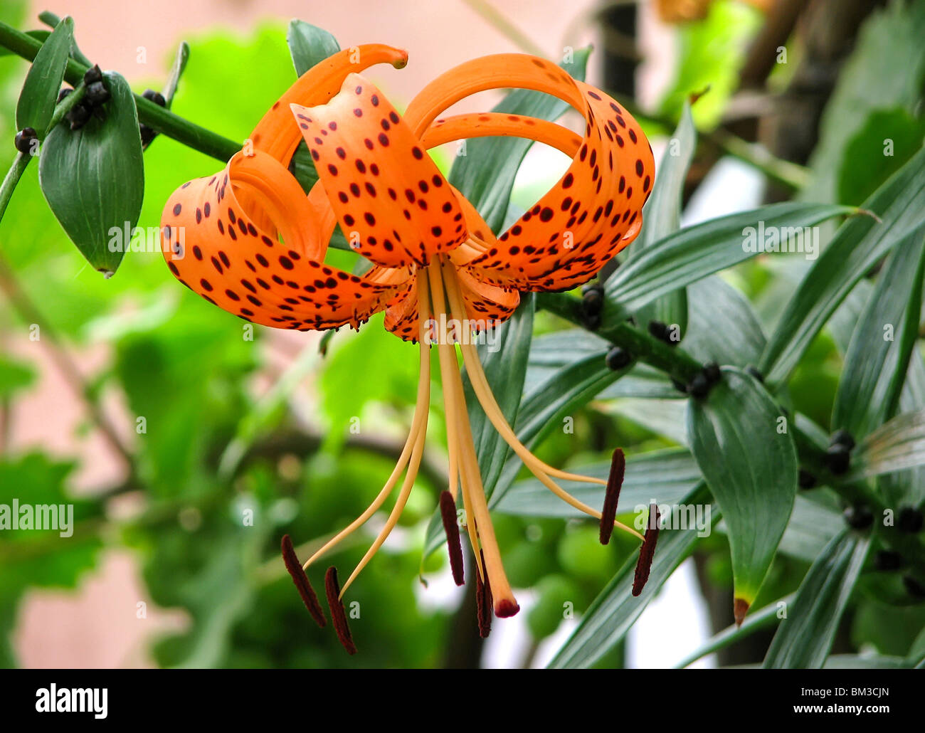 Schöne Blume eine Lilie Stockfoto