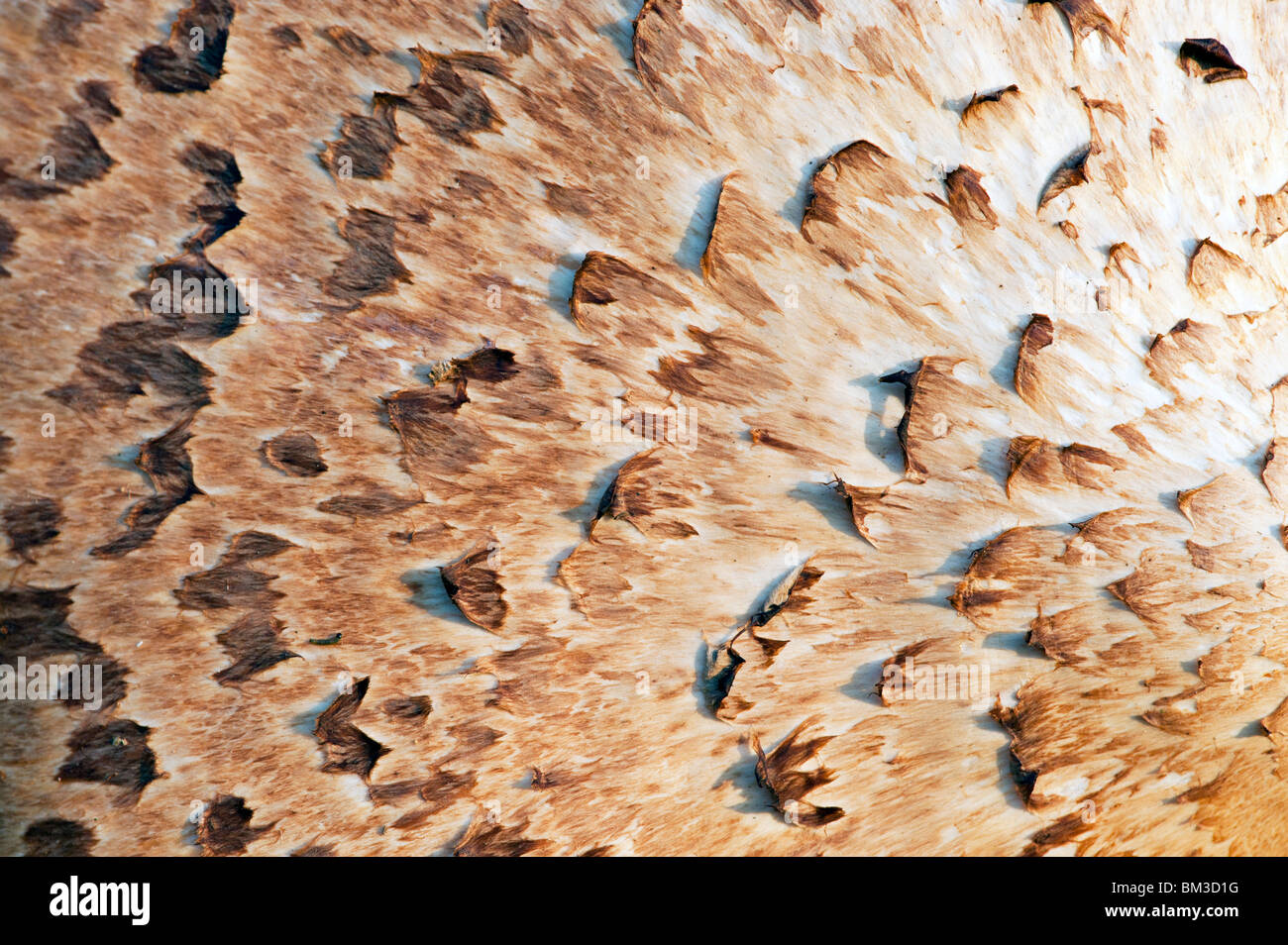 Polyporus an, Dryaden Sattelflecken Pilz Stockfoto