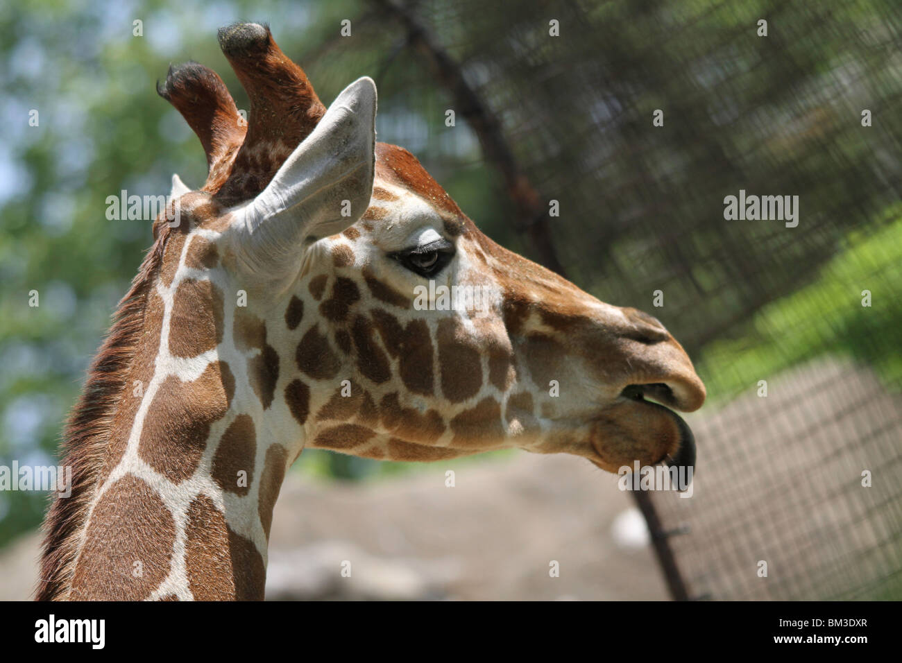Giraffe, die Zunge heraus Stockfoto