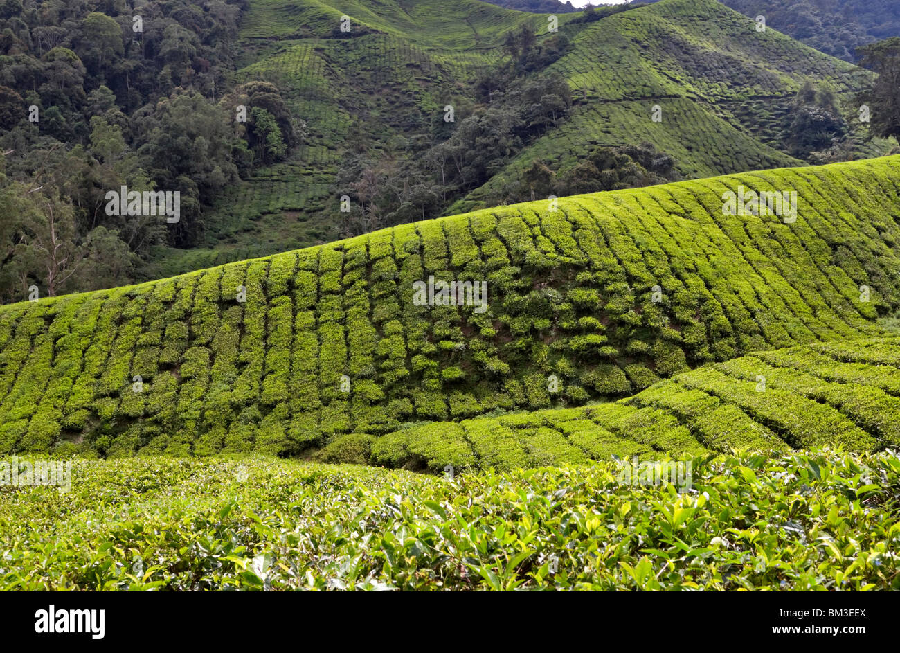 Tee-Plantage, Cameron Highlands, Malaysia Stockfoto