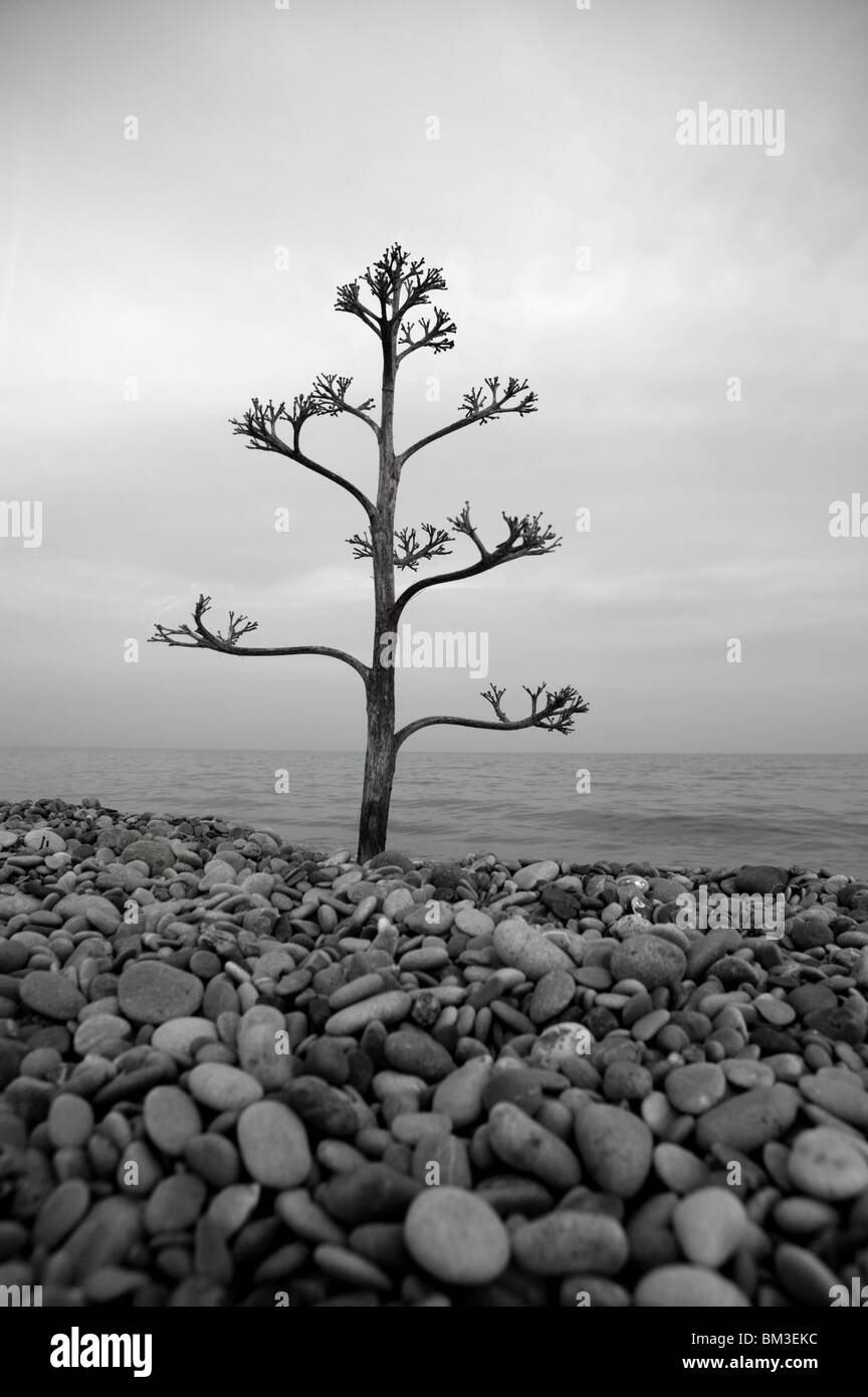 Agave-Baum wächst in einem Rolling Stone Strand am Mittelmeer Stockfoto
