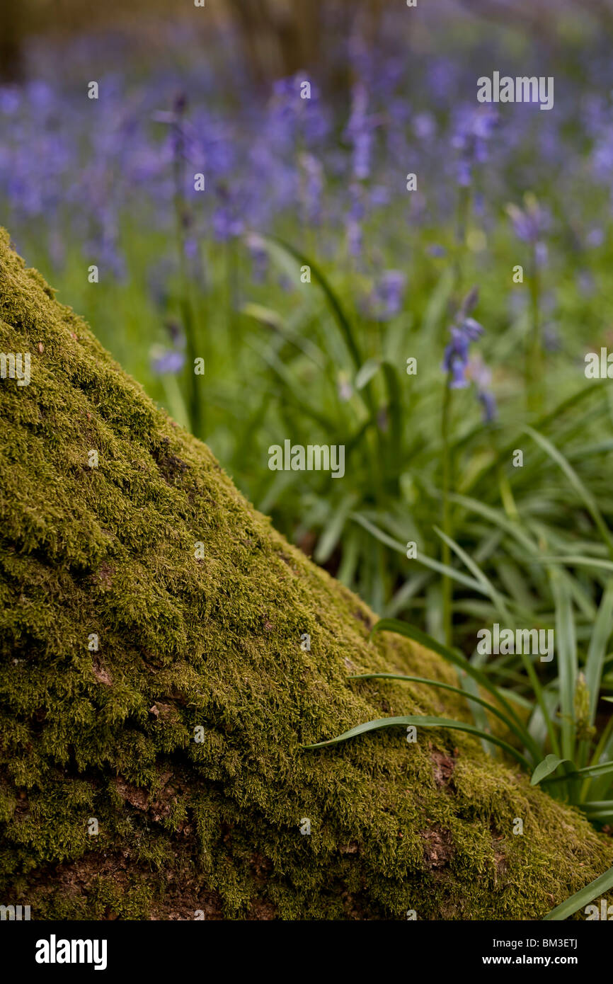 Bluebell Detail am Fuße des Baumes Stockfoto