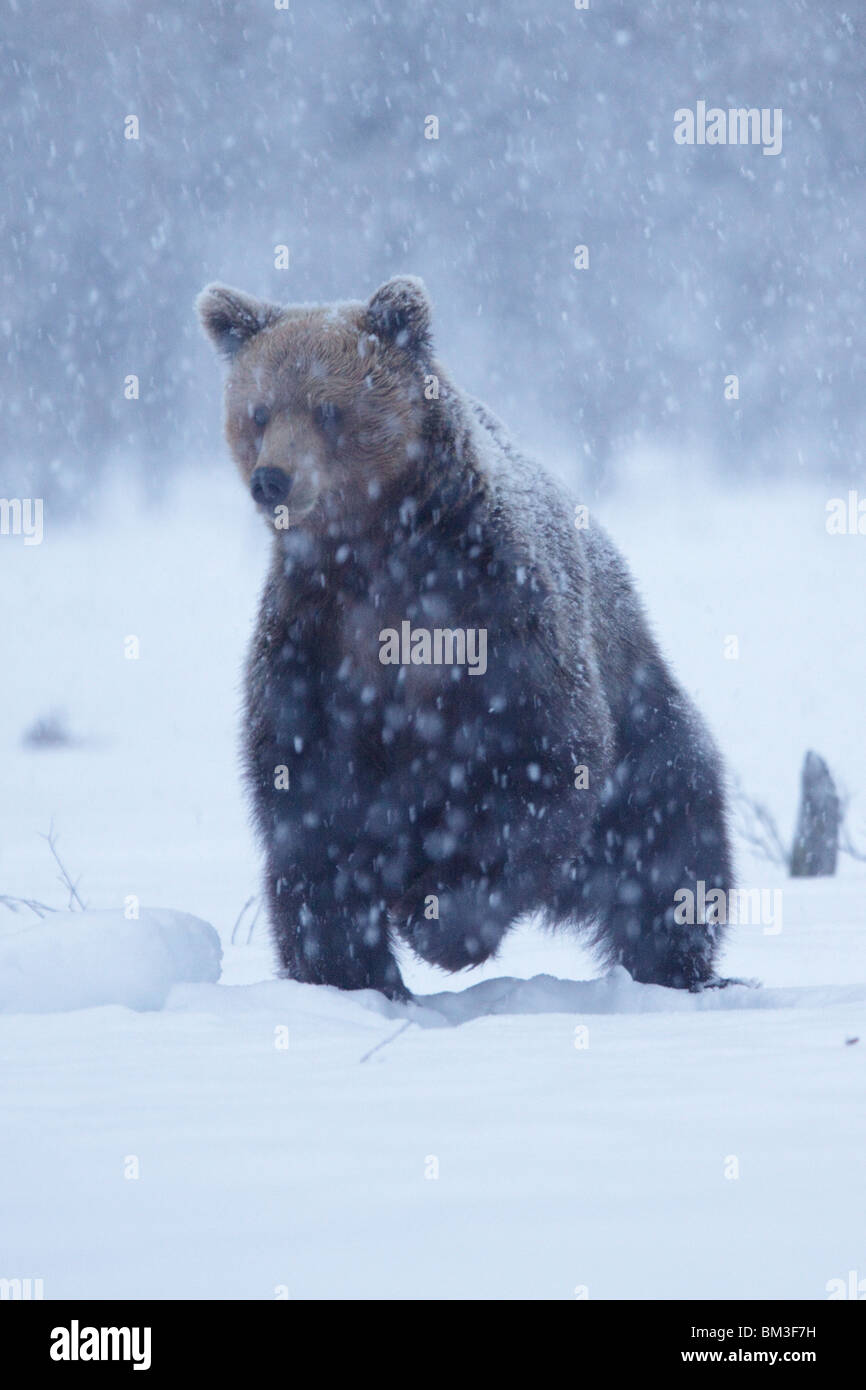 Eurasische Braunbär bei starkem Schneefall. Stockfoto