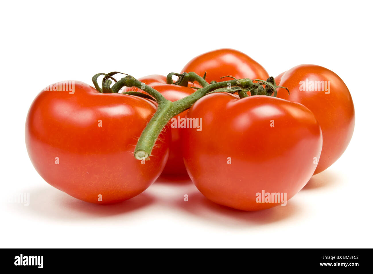 Tomaten-Rebe aus niedrigen Perspektive auf weißen Hintergrund isoliert. Stockfoto