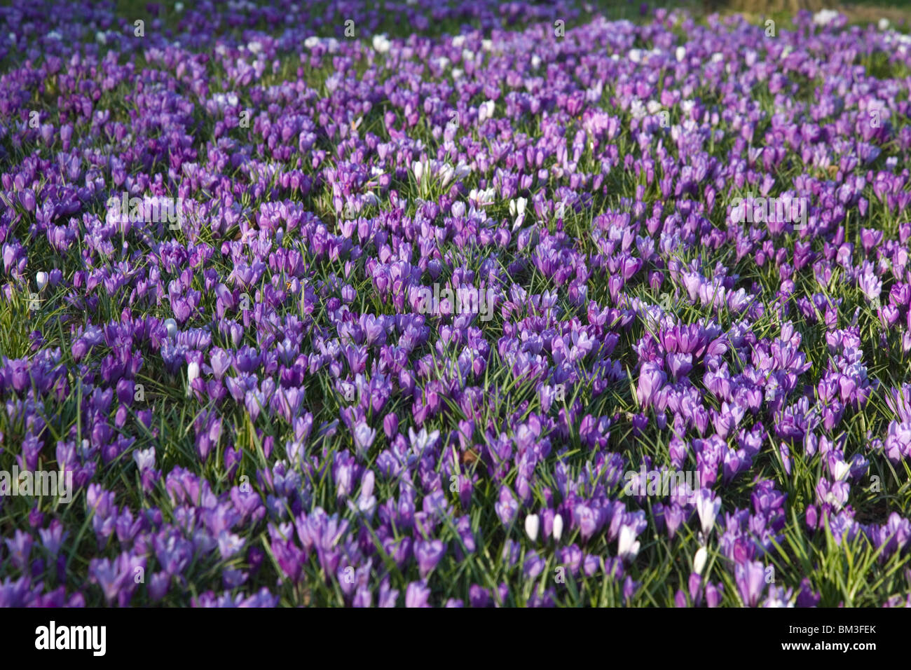 Frühling blühende Krokusse Stockfoto
