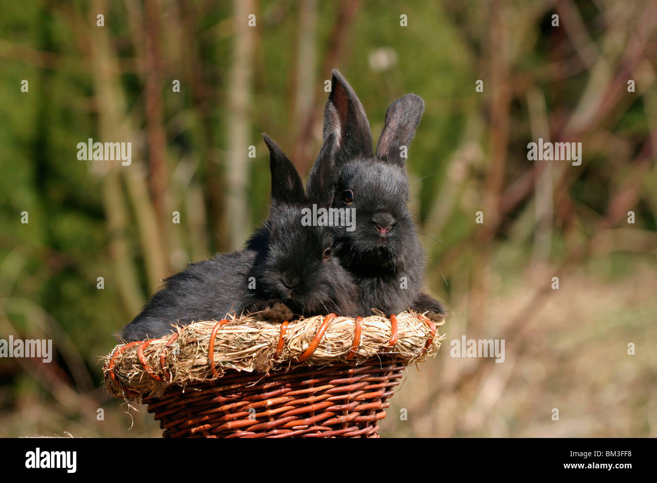 Tierbabys Tierbabies Stockfotos Und Bilder Kaufen Alamy
