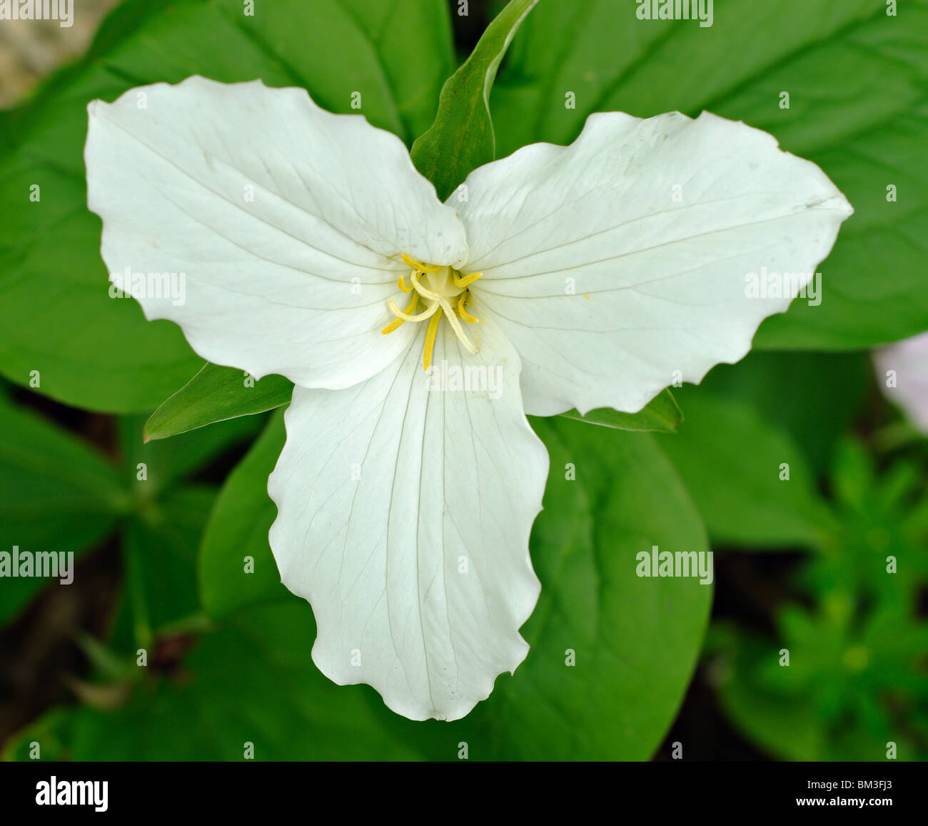 Einzelne Trillium in voller Blüte Stockfoto