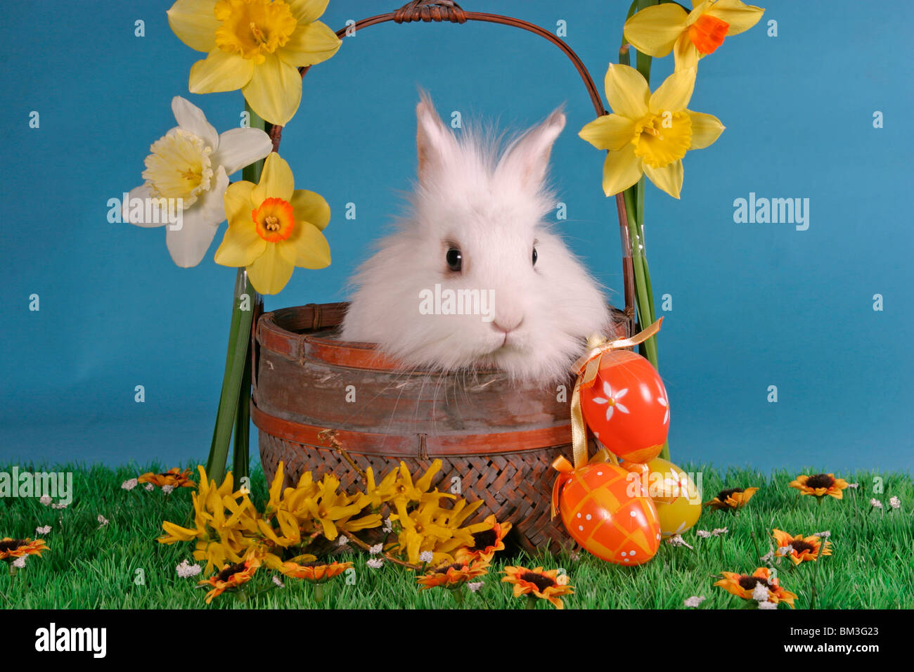 Löwenköpfchen Im Körbchen / Hase im Korb Stockfoto