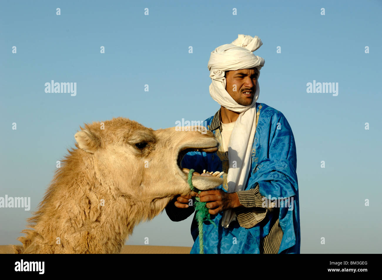 Berber in blaue Tunika & weiße Kopfbedeckung Vorbereitung Kamel oder Dromedar für Desert Camel Ride in der Nähe von Zagora, Wüste Sahara, Marokko Stockfoto