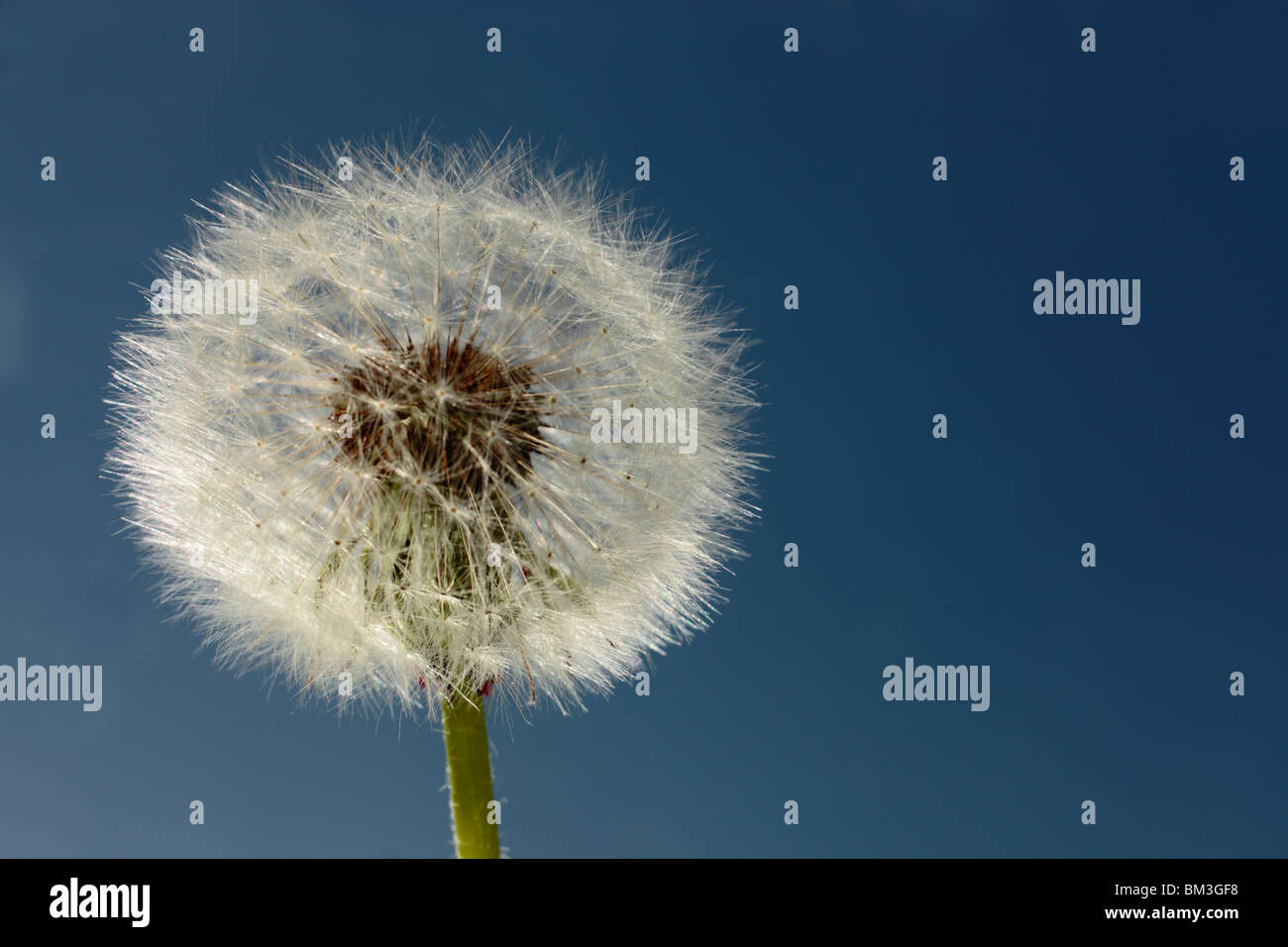 Einzelnen Löwenzahn vor einem wolkenlosen blauen Himmel Stockfoto