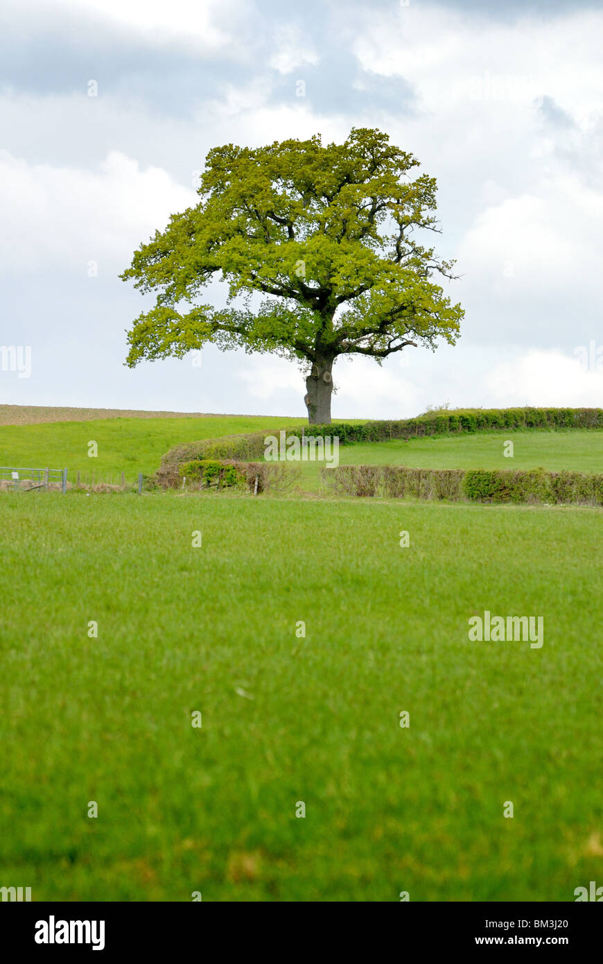 Einzelne Eiche am Horizont Stockfoto