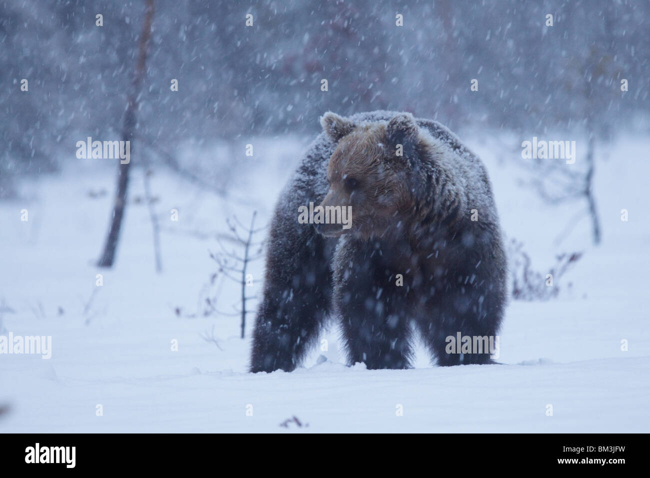 Eurasische Braunbär bei starkem Schneefall. Stockfoto