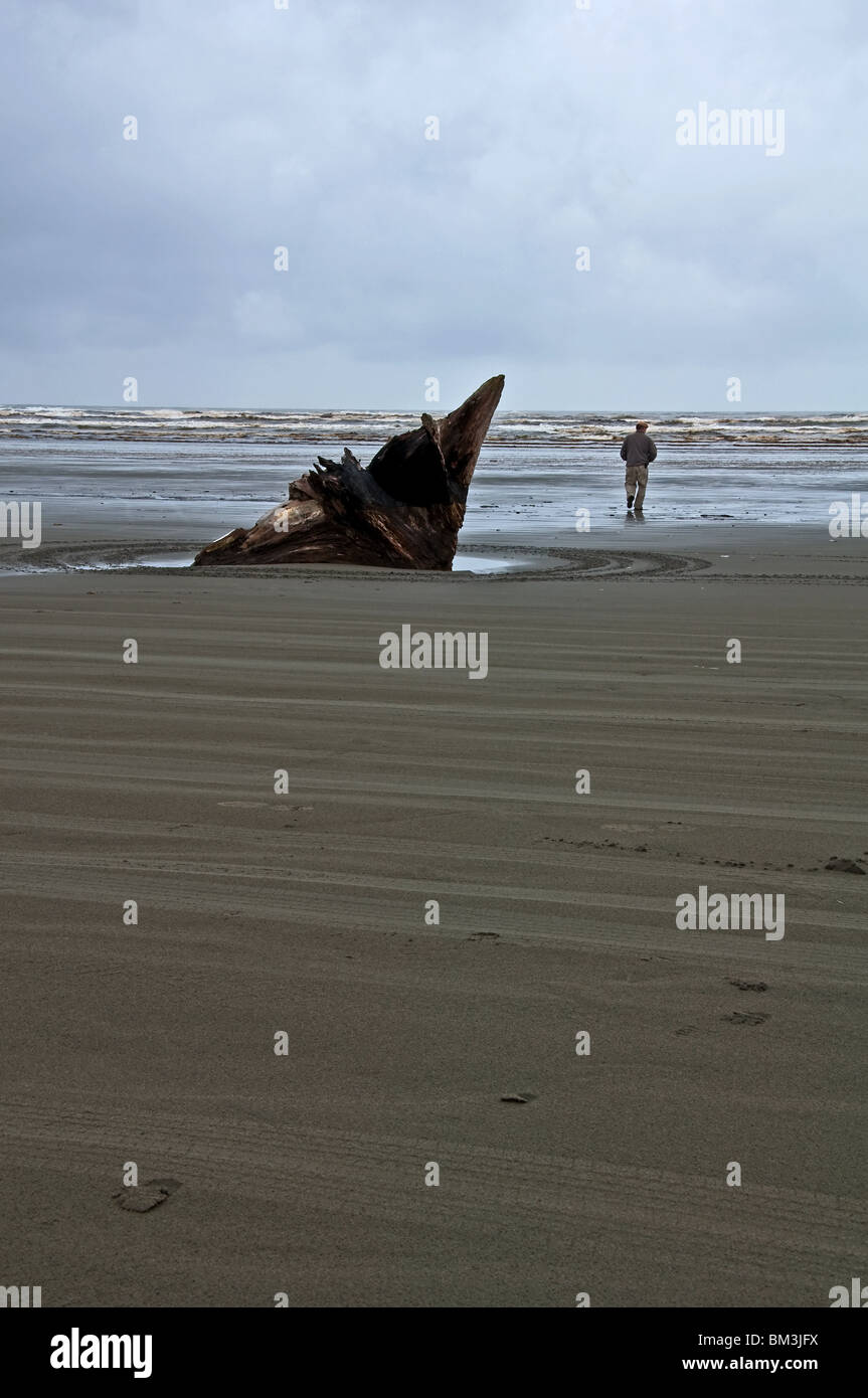 Es ist ein Sturm rolling in auf diesem Strand-Szene mit einem Mann und großes Stück Treibholz auf Moclips Washington gelegen. Stockfoto