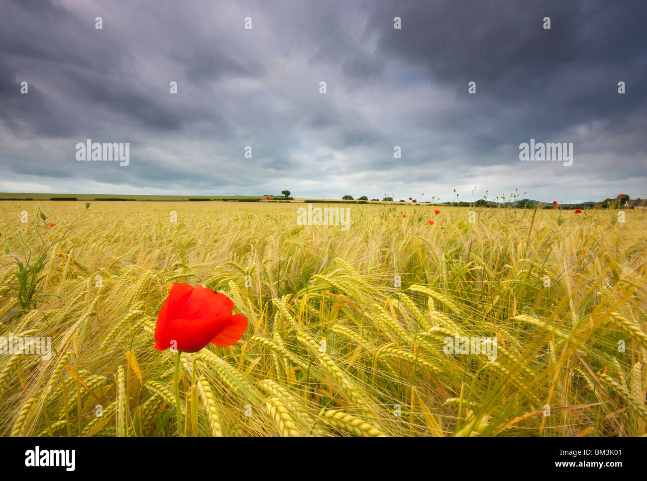 Einsamer Mohn Stockfoto