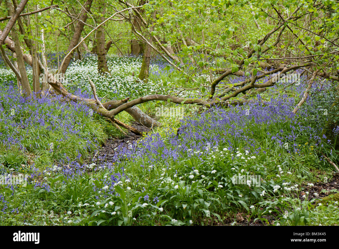 Englische Waldboden mit Glockenblumen, Bärlauch und üppiger Vegetation in Hampshire, England Stockfoto