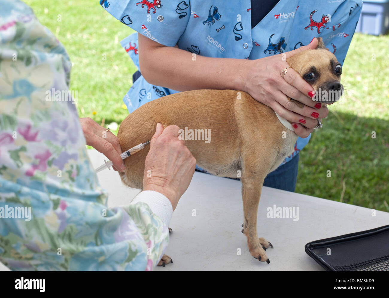 Humane Society Impfung Klinik für Haustiere von Menschen mit niedrigem Einkommen Stockfoto