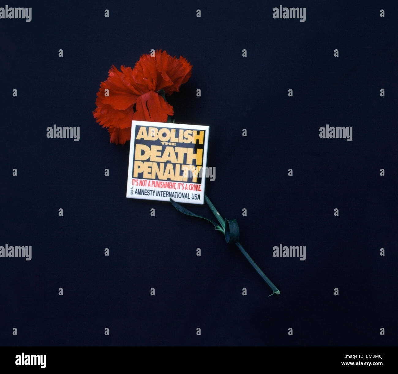 Amnesty International-Pin und eine rote Nelke auf einem Karton Sarg vor einer Demonstration gegen die Todesstrafe in Kalifornien Stockfoto