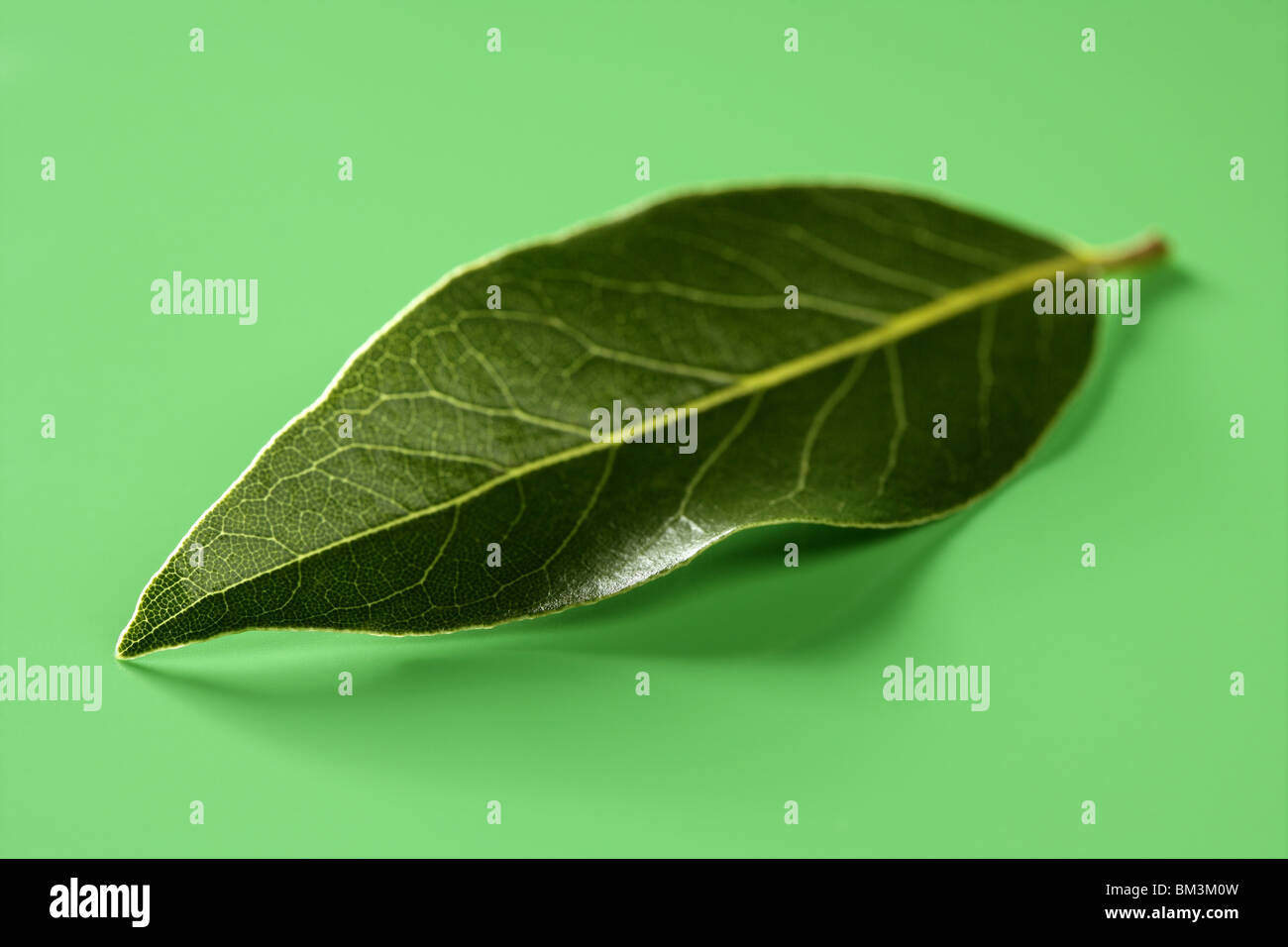 Glänzende Lorbeerblatt im grünen Studio-Hintergrund Stockfoto