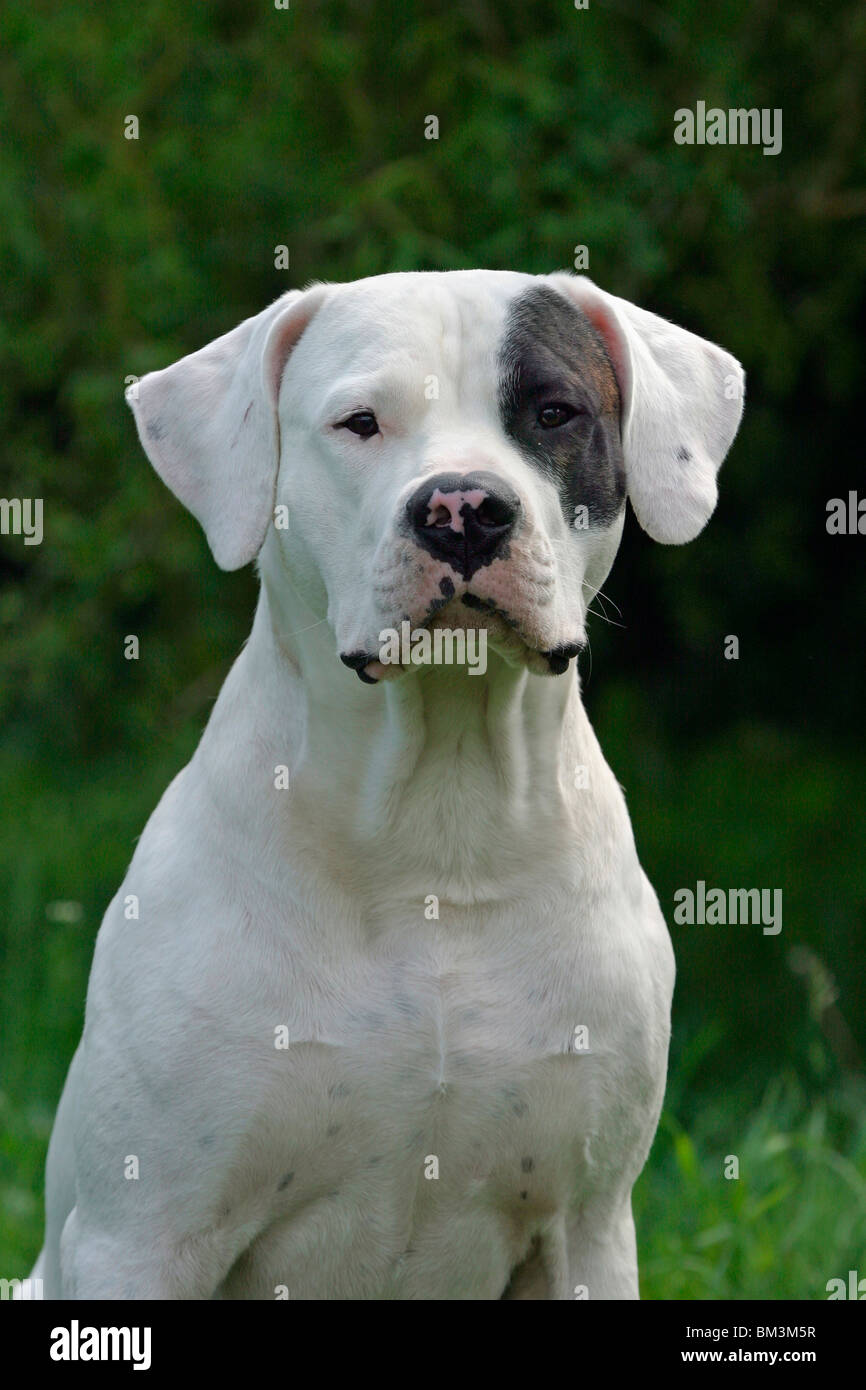 Dogo Argentino Portrait Stockfotografie - Alamy