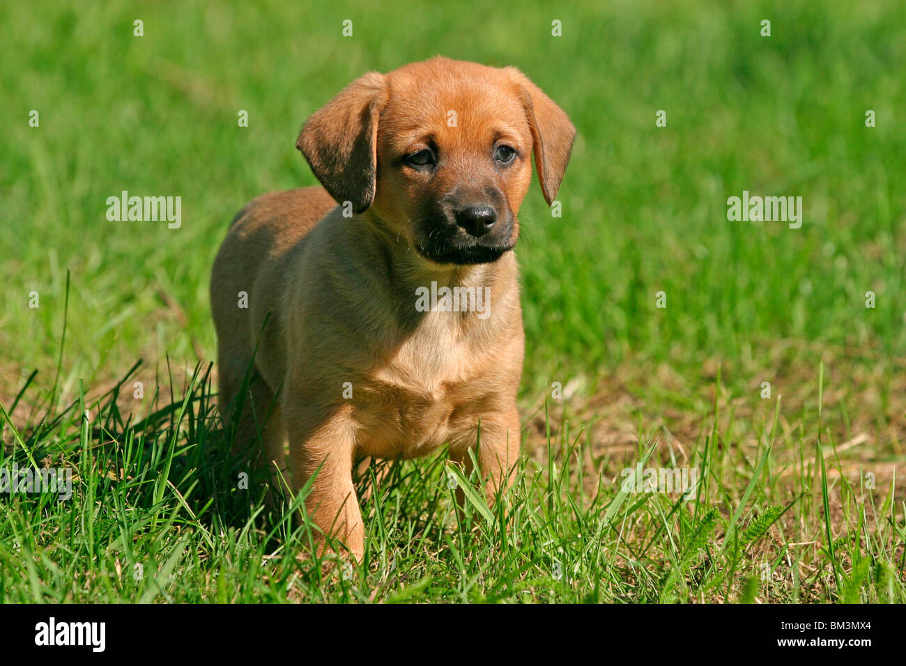 österreichischer pinscher welpe puppy Fotos und Bildmaterial in hoher