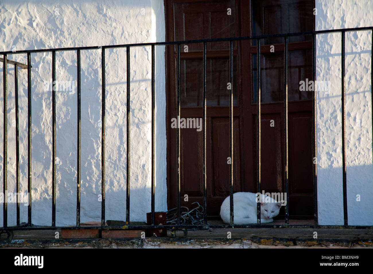 Weiße Katze auf einem Balkon, Stadt Castaño del Robledo, Provinz Huelva, Andalusien, Spanien Stockfoto