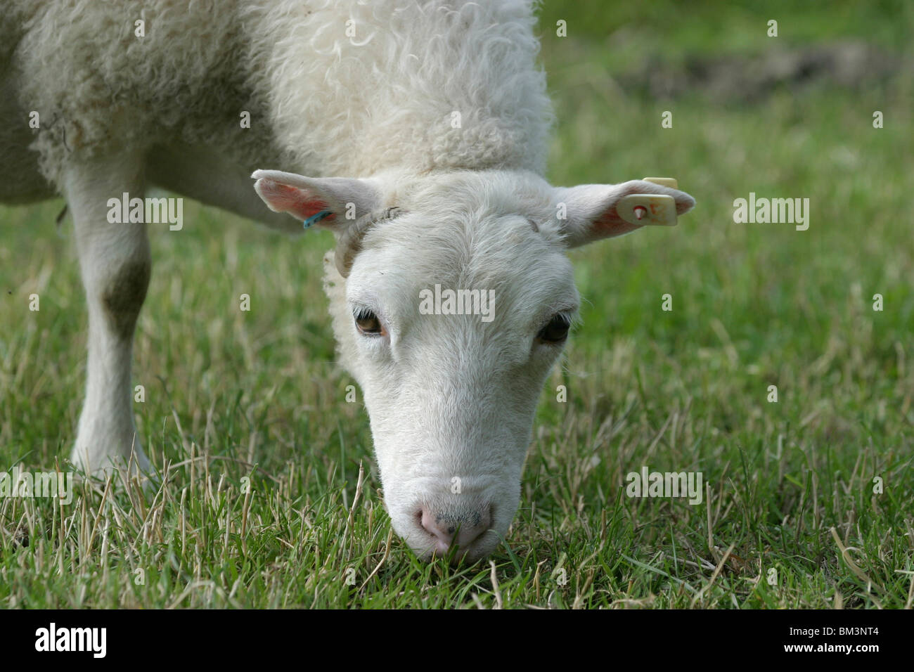 Grasendes Schaf / weidenden Schafen Stockfoto