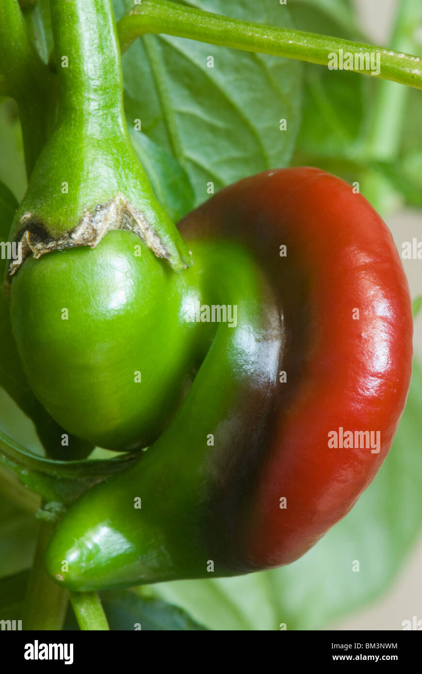 Nahaufnahme von der Yot kühl Pfeffer Stockfoto
