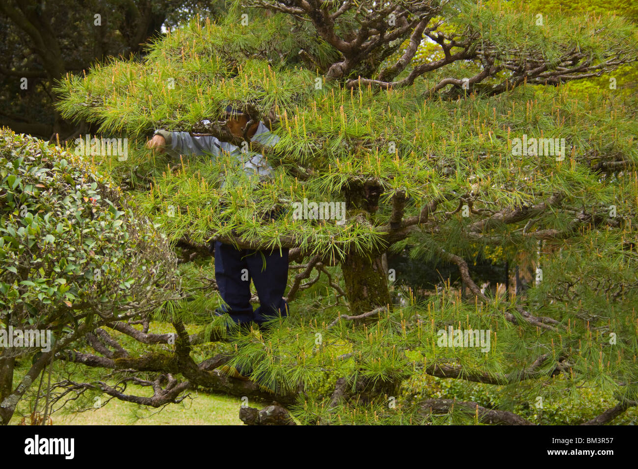 Eine japanische Gärtner beschneiden seine Bäume in Ise, Japan. Stockfoto