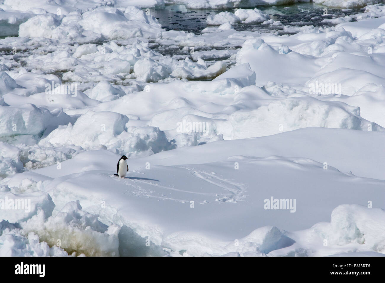 Single süße Adelie Pinguin stehend auf schneebedeckten Eis suchen am Ende der Spur im Schnee verloren schwimmende Eis in der Antarktis abgedeckt Stockfoto