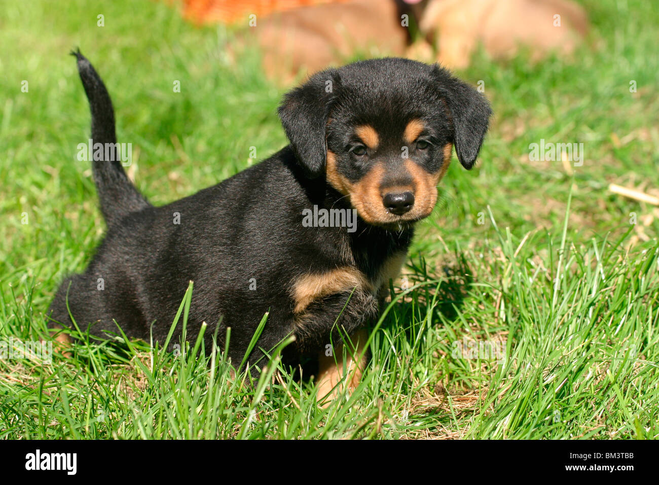 österreichischer pinscher welpe puppy Fotos und Bildmaterial in hoher Auflösung Alamy