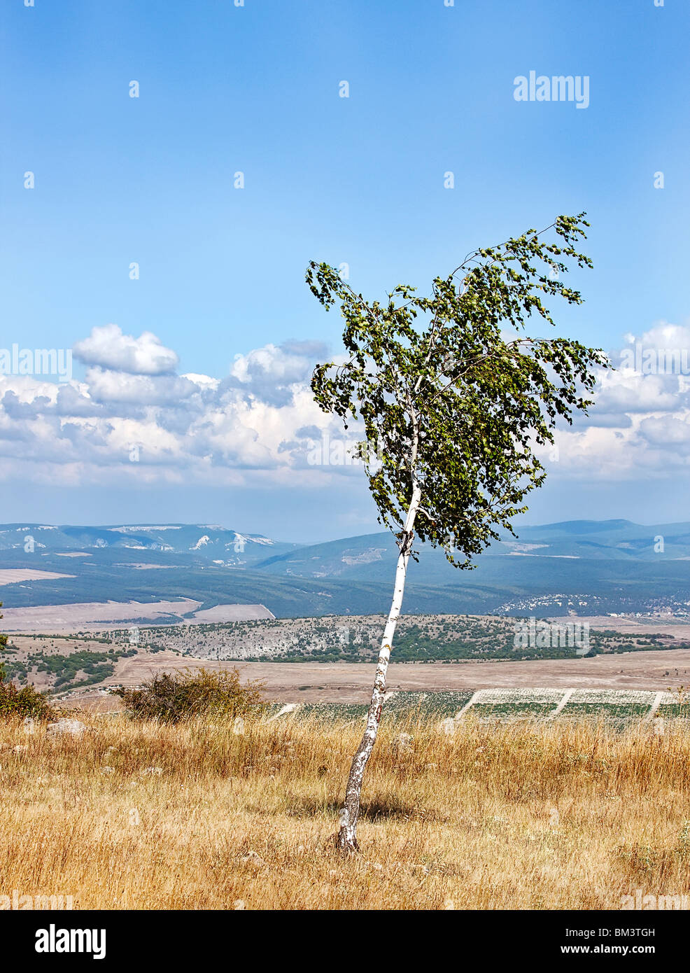 Russische Birke wächst auf Bruch Stockfoto
