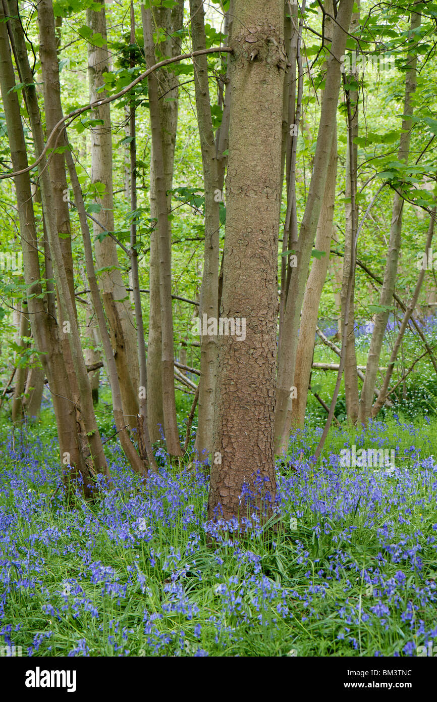 Bunte Glockenblumen wachsen um die Unterseite der Bäume in einem englischen Holz in Hampshire Stockfoto