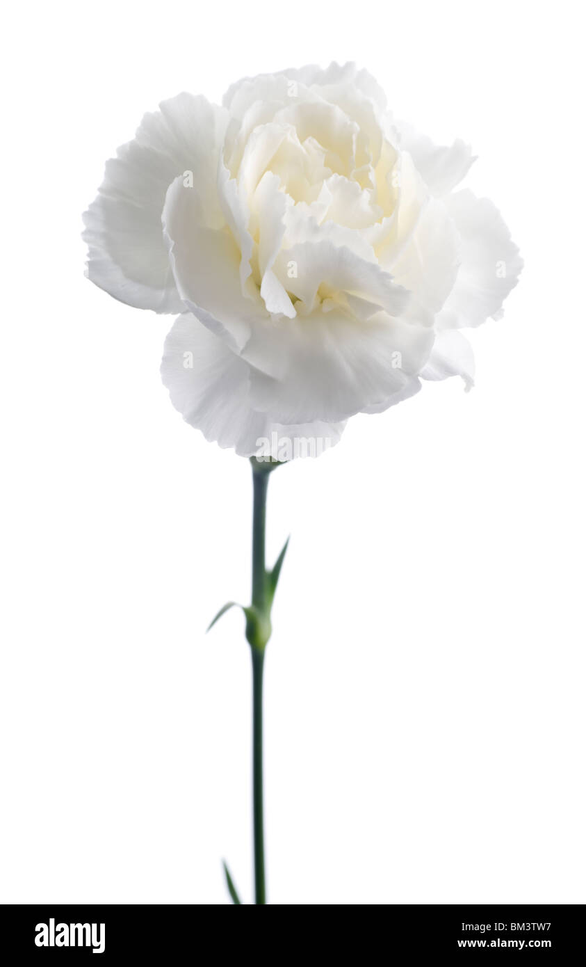 Einzelne weiße Nelke Blume gegen weiße Studio-Hintergrund Stockfoto