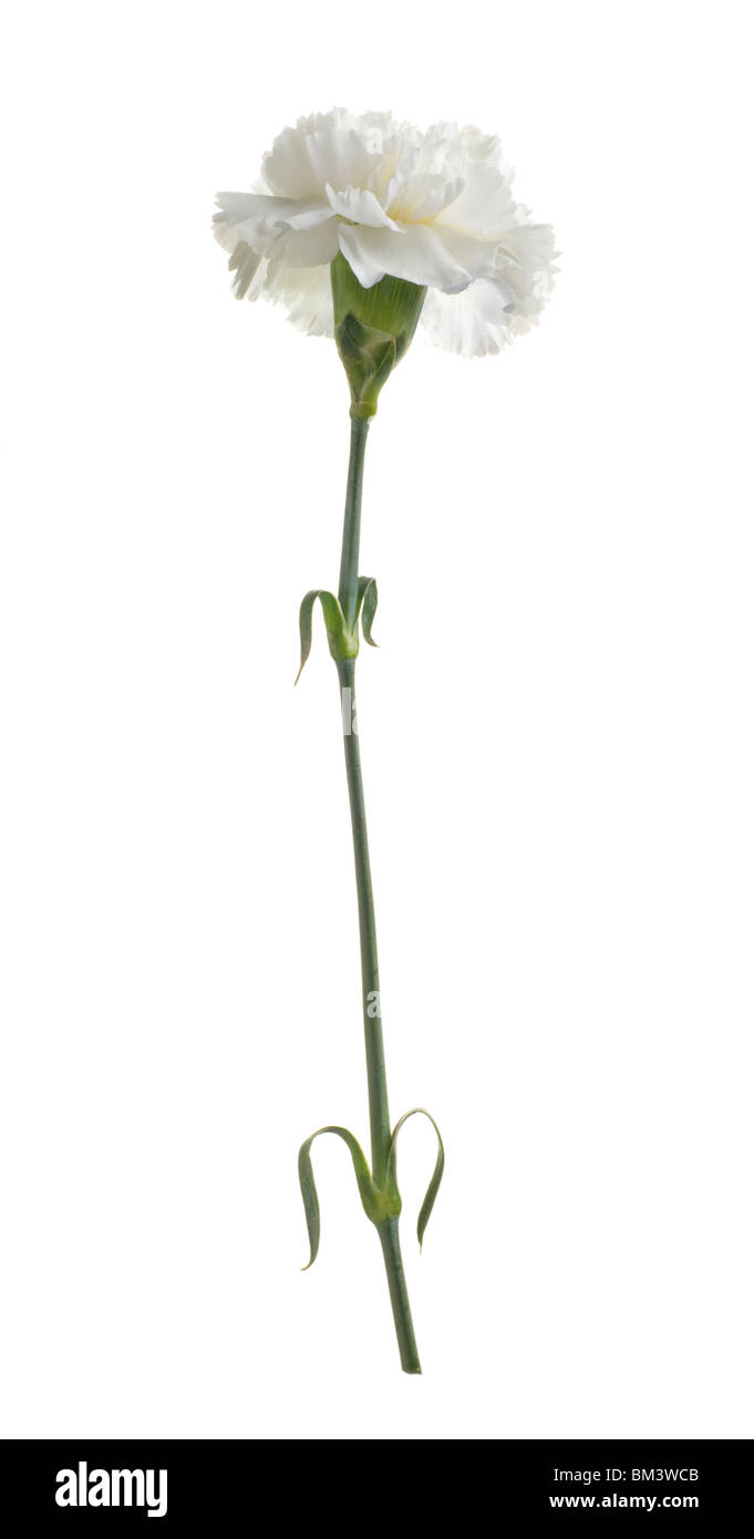Einzelne weiße Nelke Blume gegen weiße Studio-Hintergrund Stockfoto
