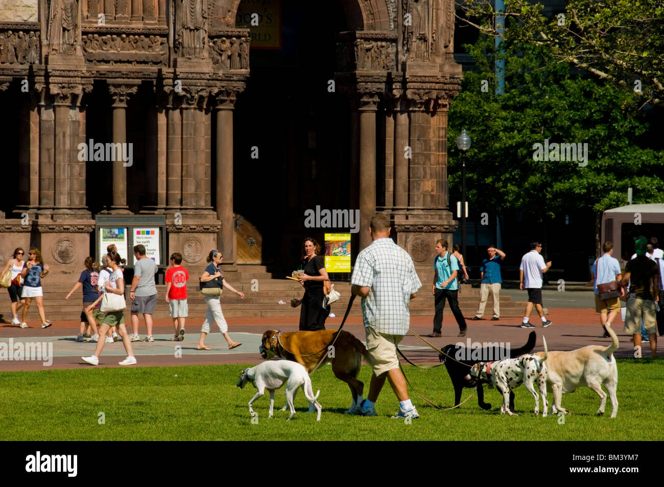 Dog Walker Innenstadt von Boston Stockfoto