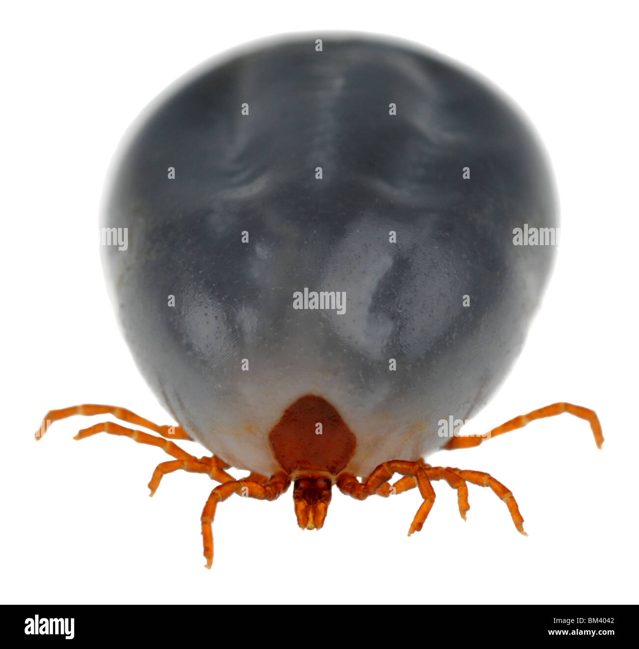 Zecken, engorged Tick, Tick, Parasit Stockfoto